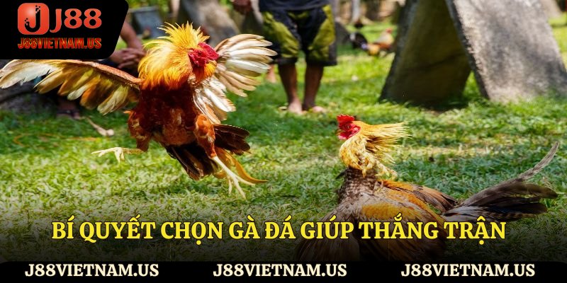 Bí quyết chọn gà đá giúp thắng trận