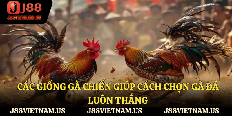 Các giống gà chiến giúp cách chọn gà đá luôn thắng