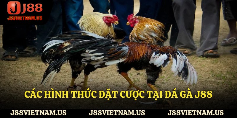 Các hình thức đặt cược tại đá gà J88