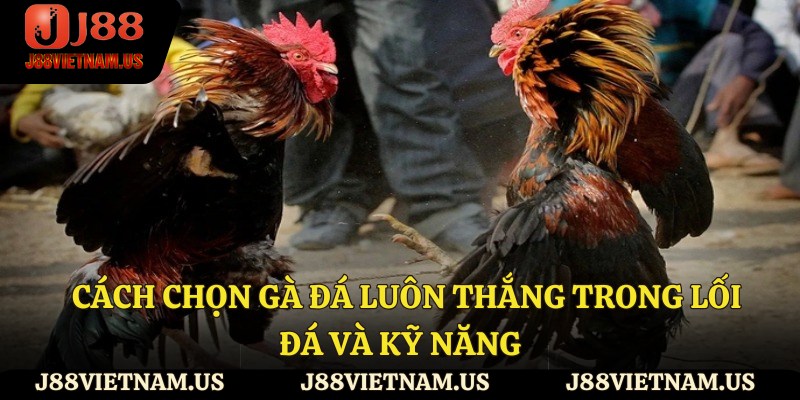 Cách chọn gà đá luôn thắng trong lối đá và kỹ năng
