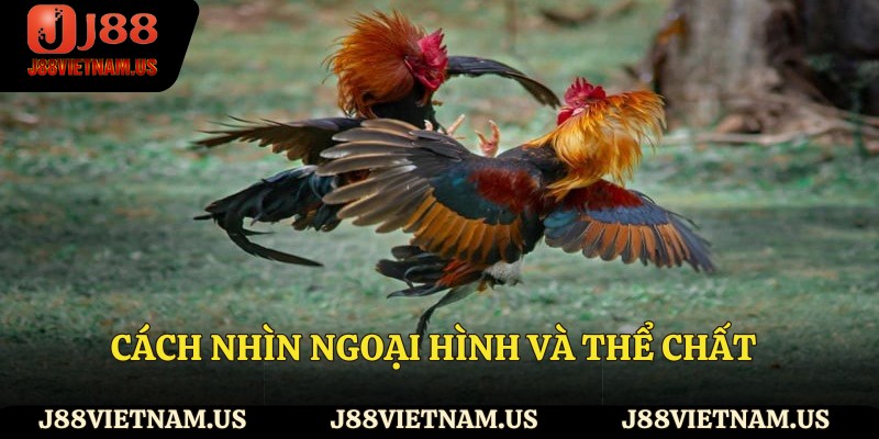 Cách nhìn ngoại hình và thể chất