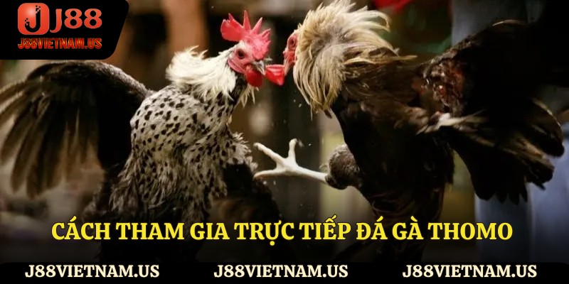 Cách tham gia trực tiếp đá gà Thomo J88
