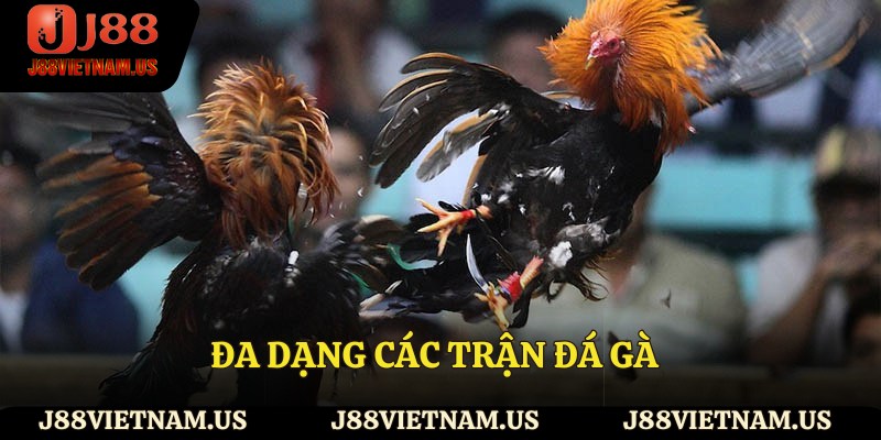 Đa dạng các trận đá gà