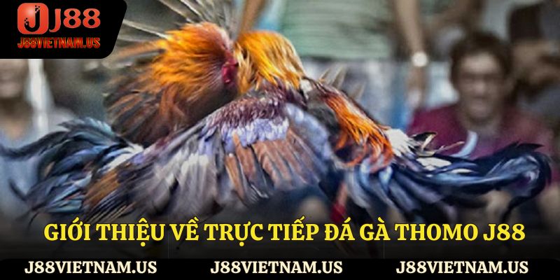 Giới thiệu về trực tiếp đá gà Thomo J88