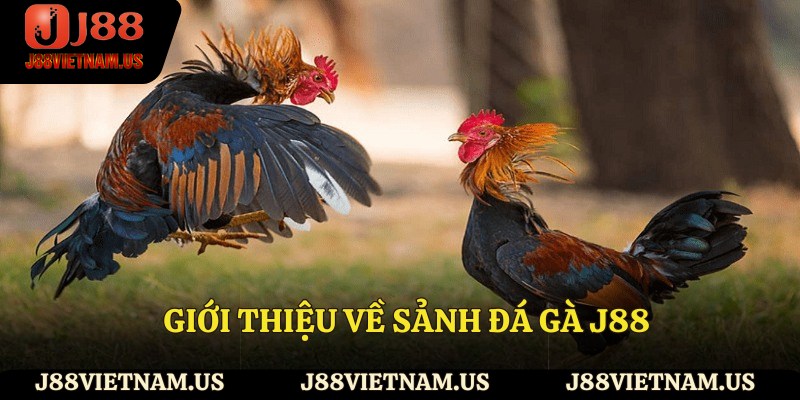Giới thiệu về sảnh đá gà J88