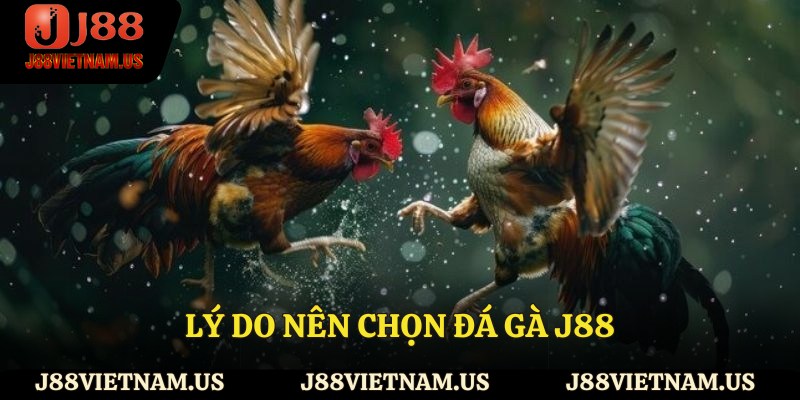 Lý do nên chọn đá gà J88