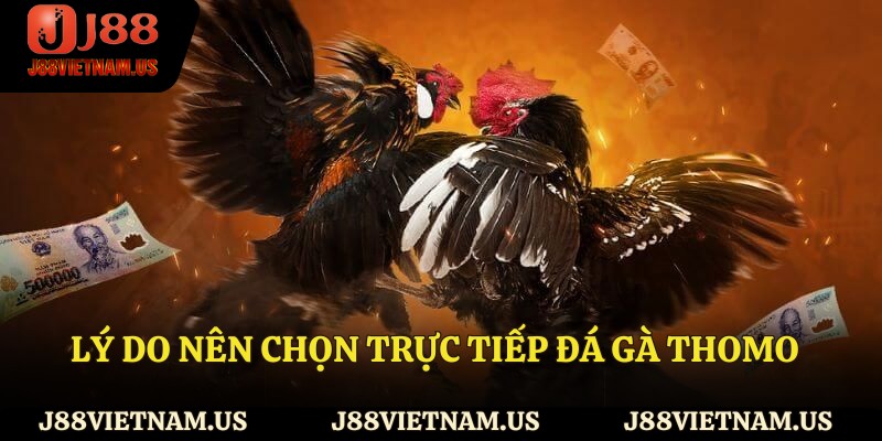 Lý do bạn nên chọn trực tiếp đá gà Thomo