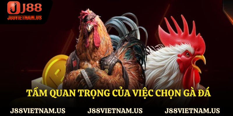 Tầm quan trọng của việc chọn gà đá
