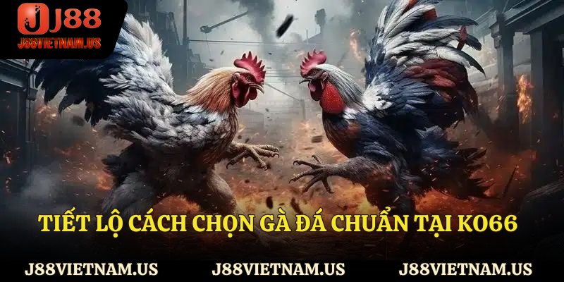 Tiết lộ cách chọn gà đá chuẩn tại J88